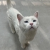Eskişehir cins kedi sahiplendirme fotoğraf