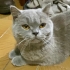 Puffy Yeni Sahibini Arıyor 7 Aylık Scottish Fold Yavru Kedi fotoğraf