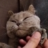 Puffy Yeni Sahibini Arıyor 7 Aylık Scottish Fold Yavru Kedi fotoğraf
