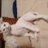 Badem gözlü  oğlana yuva fotoğraf