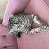 3 yaşında British Shorthair fotoğraf