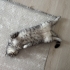 3 yaşında British Shorthair fotoğraf