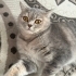 Gri British Shorthair fotoğraf