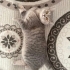 Gri British Shorthair fotoğraf