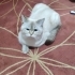 YAKLAŞIK 8-10 AYLIK BRİTİSH SORTHAİR fotoğraf