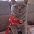 BRİTİSH SHORTHAIR KEDİMİ SAHİPLENDİRİYORUM fotoğraf