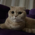 Erkek Kısır Scottish Fold fotoğraf