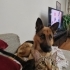İstanbul ücretsiz dişi kısır 7 yaş alman kurdu yuva arıyor fotoğraf