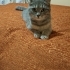 British shorthair 10-12 aylık dişi fotoğraf