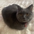 Çok Sevimli British Shorthair Kedimiz (Sağlıklı, Kısır Kedimiz) fotoğraf