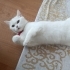 British Shorthair  7 aylık fotoğraf