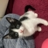 2 aylık smokin bebek için yuva fotoğraf