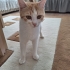 Minnoş Sarı Kediye Acil Yuva fotoğraf