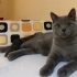 5 aylık british shorthair erkek fotoğraf