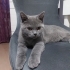 5 aylık british shorthair erkek fotoğraf