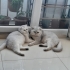 KEDİLERİMİZE SICAK BİR YUVA ARIYORUZ fotoğraf
