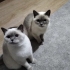 İkiz British Shorthair Blue point kedilerimiz için kalıcı yuva arıyoruz. fotoğraf
