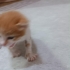Annesi terk etmiş, yeni doğmuş yavru kedi fotoğraf