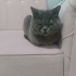 Oyun arkadaşı Dia fotoğraf