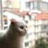 Beyaz British Shorthair kısır erkek kedi fotoğraf