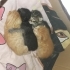 Acil yuva! Sokaktaki 4 yavru ve anne kedi için yuva aranıyor! fotoğraf