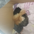 Acil yuva! Sokaktaki 4 yavru ve anne kedi için yuva aranıyor! fotoğraf