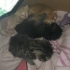 Acil yuva! Sokaktaki 4 yavru ve anne kedi için yuva aranıyor! fotoğraf