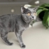 Kısır British shorthair Ücretsiz sahiplendirme fotoğraf