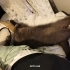 Sevecen,uysal, siz konuşunca cevap veriyor. fotoğraf