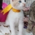 Minik Patiler Yuva Arıyor(1 erkek ,1 dişi) fotoğraf