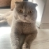 Scottish Fold erkek kedi fotoğraf