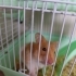 İki dişi hamster ücretsiz fotoğraf