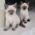 ÜCRETSİZ YAVRU SİYAM KEDİLERİ 2 AYLIK fotoğraf