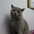 british shorthair 1 yaşında erkek evcil kedi fotoğraf
