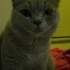 british shorthair 1 yaşında erkek evcil kedi fotoğraf