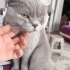 british shorthair 1 yaşında erkek evcil kedi fotoğraf