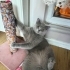 british shorthair 1 yaşında KISIRLAŞTIRILMIŞ erkek evcil kedi fotoğraf