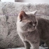 british shorthair 1 yaşında erkek kedi fotoğraf