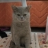 british shorthair 1 yaşında erkek kedi fotoğraf