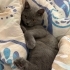 Yakışıklı :) british shorthair fotoğraf