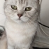 Dişi british shorthair fotoğraf