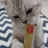 Dişi british shorthair fotoğraf