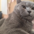 Tüm Eşyalarıyla 5 Aylık Erkek British Shorthair fotoğraf