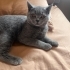Tüm Eşyalarıyla 5 Aylık Erkek British Shorthair fotoğraf