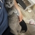 Tüm Eşyalarıyla 5 Aylık Erkek British Shorthair fotoğraf