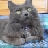 ÜCRETSİZ BRİTİSH LONGHAİR KEDİ SAHİPLENDİRME fotoğraf