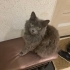 ÜCRETSİZ BRİTİSH LONGHAİR KEDİ SAHİPLENDİRME fotoğraf