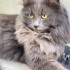 ÜCRETSİZ BRİTİSH LONGHAİR KEDİ SAHİPLENDİRME fotoğraf