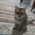 British shorthair acill sahiplendirme!!! fotoğraf