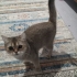 British shorthair acill sahiplendirme!!! fotoğraf